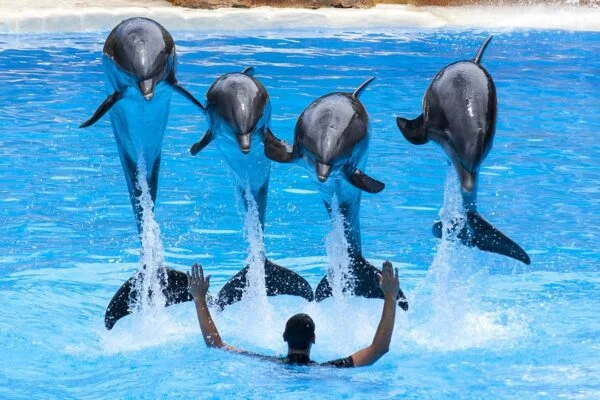 dolphin world from agadir