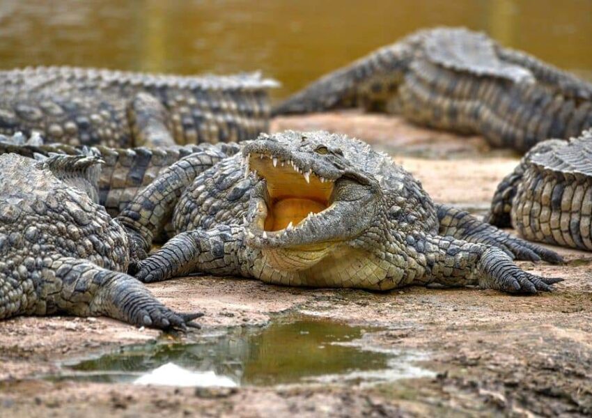 crocoparc tour from agadir