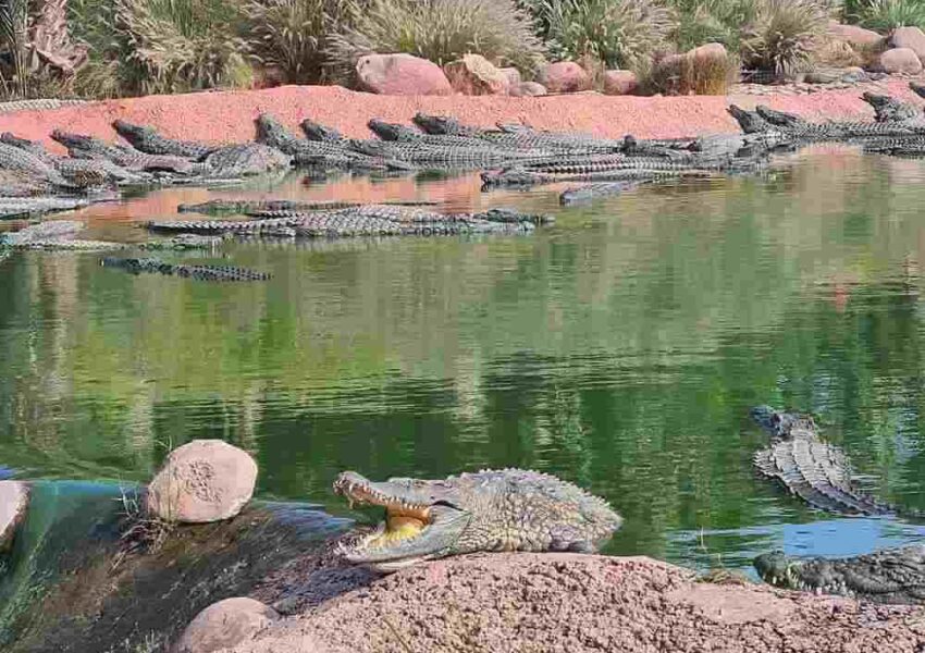 crocoparc tour from agadir